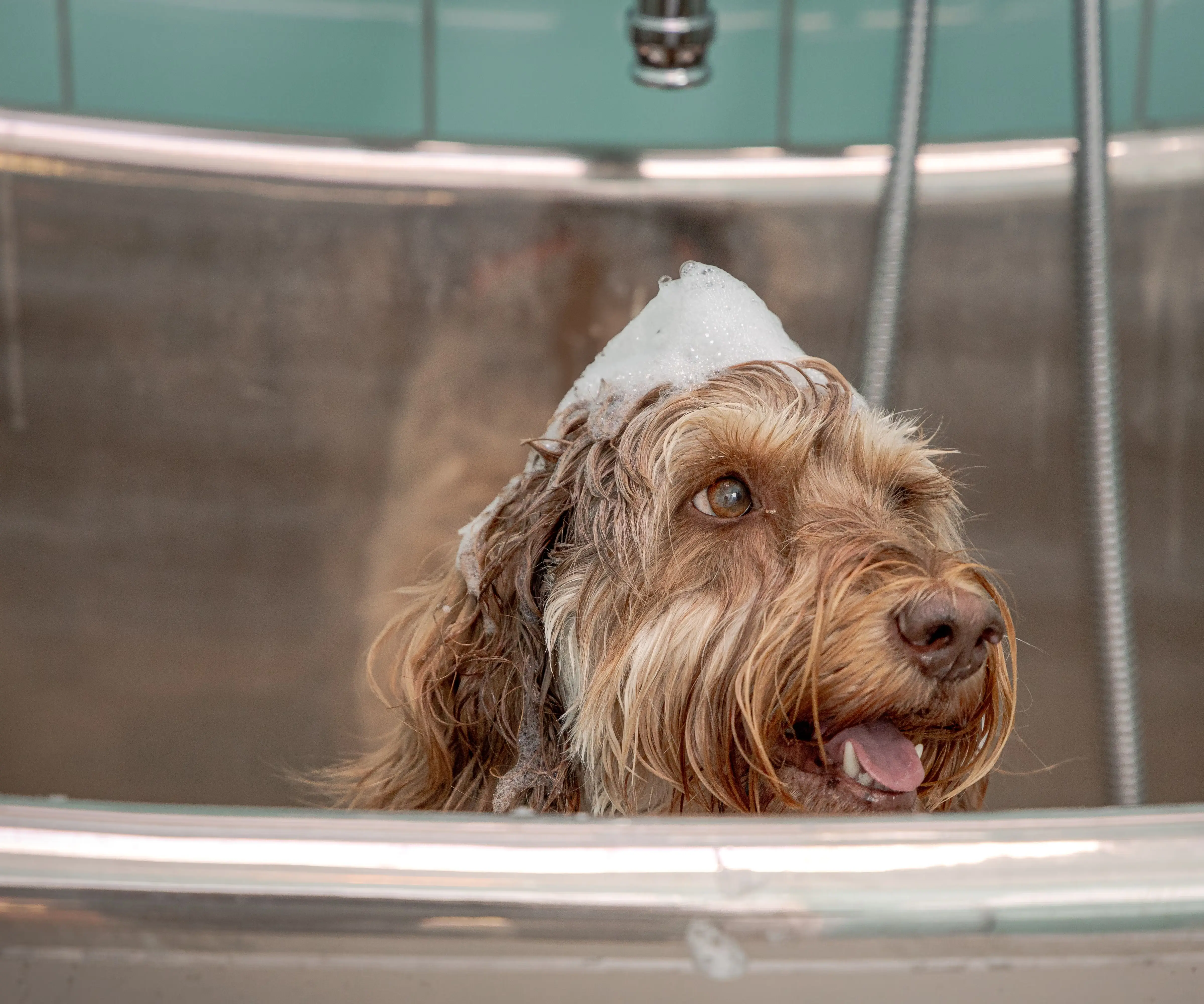 Dog Pamper Package