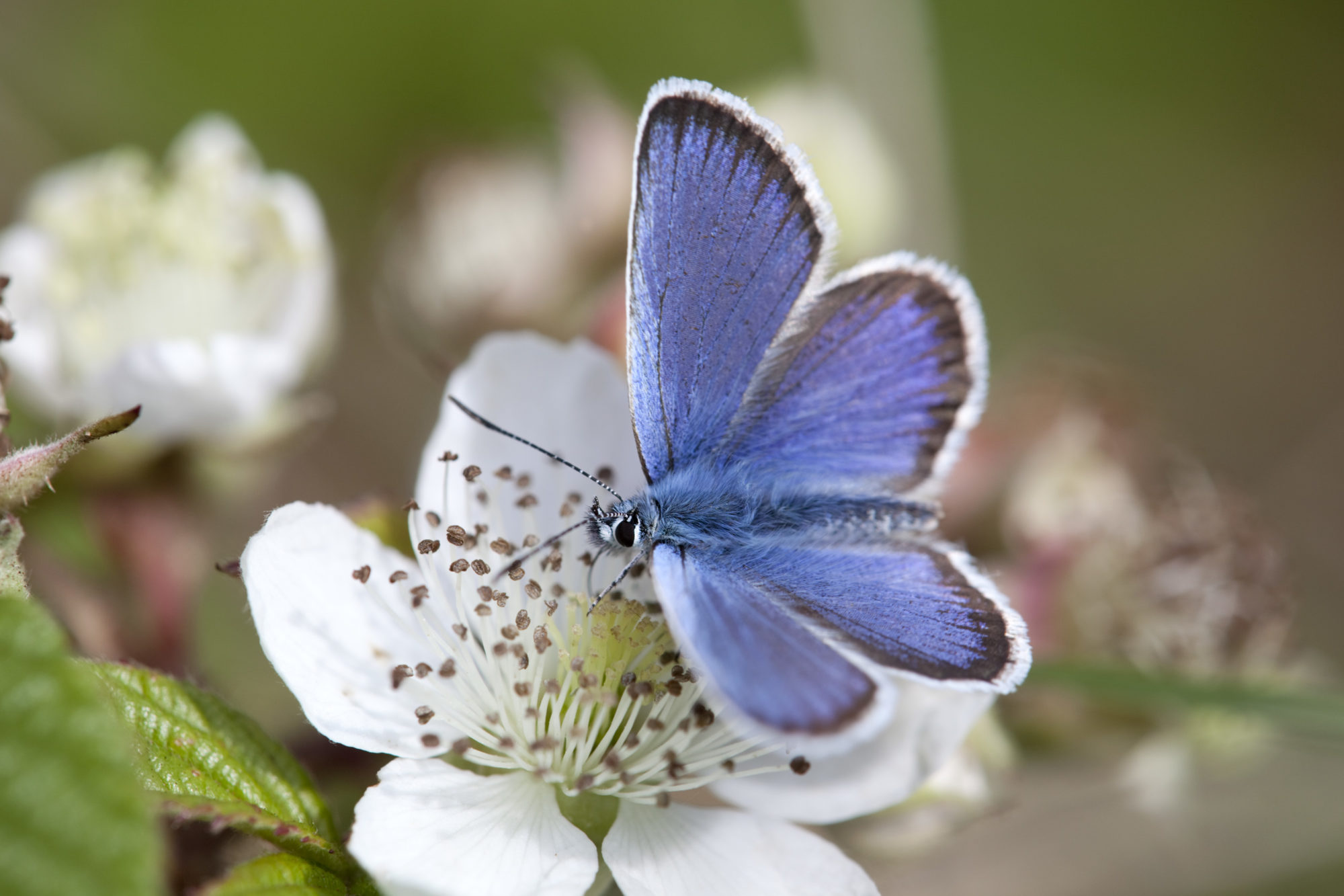 Male, Silver Studded Blue Butterfly. Credit: David Chapman