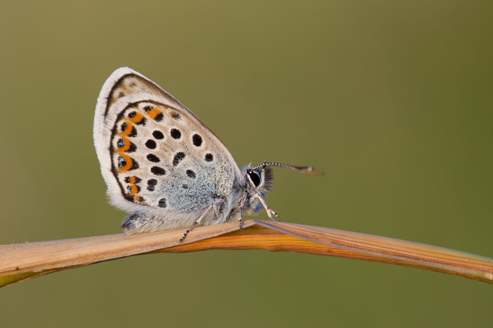 Male, Silver Studded Blue Butterfly. Credit: David Chapman