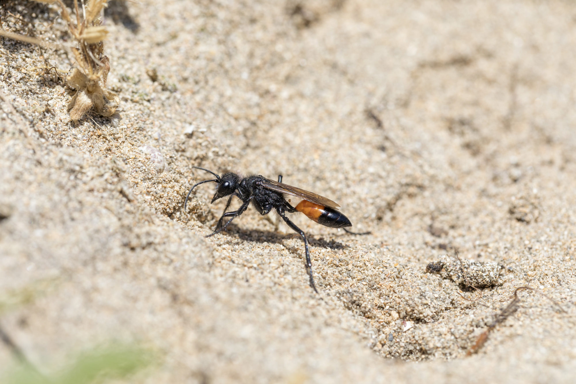 Red-banded sand digger wasps. Credit: David Chapman