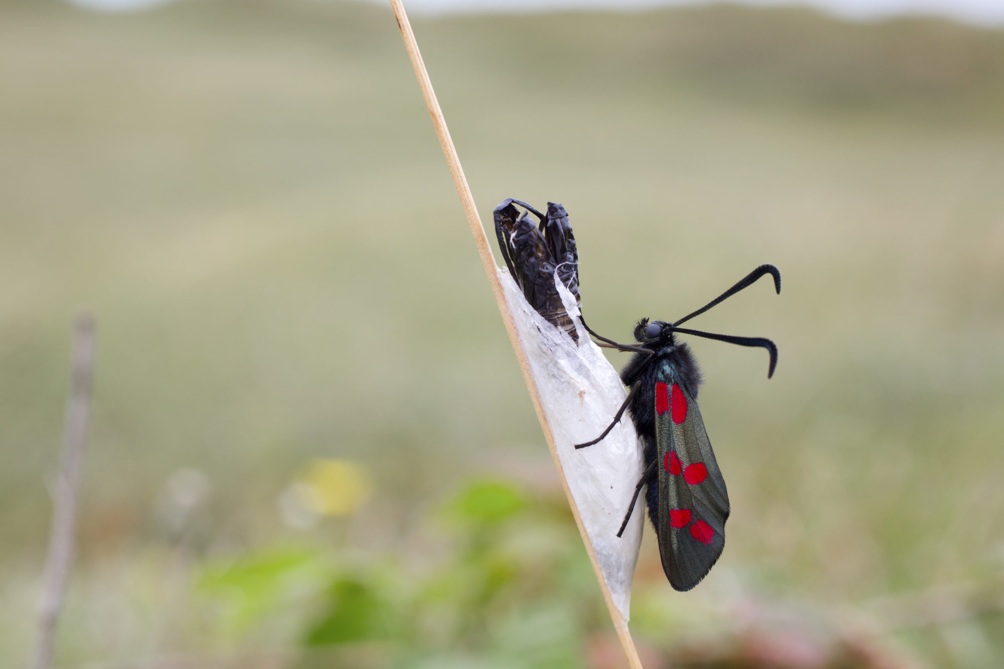 Six Spot Burnet Moth. Credit: David Chapman