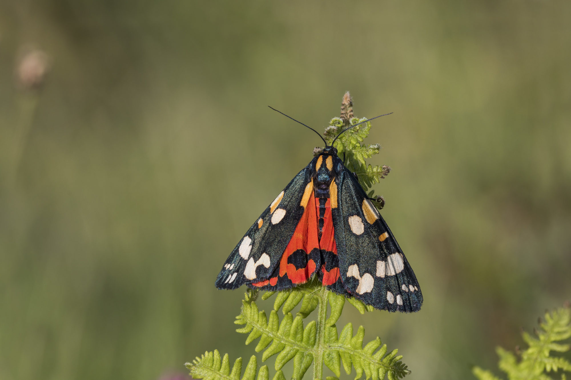 Scarlet tiger moth. Credit: David Chapman
