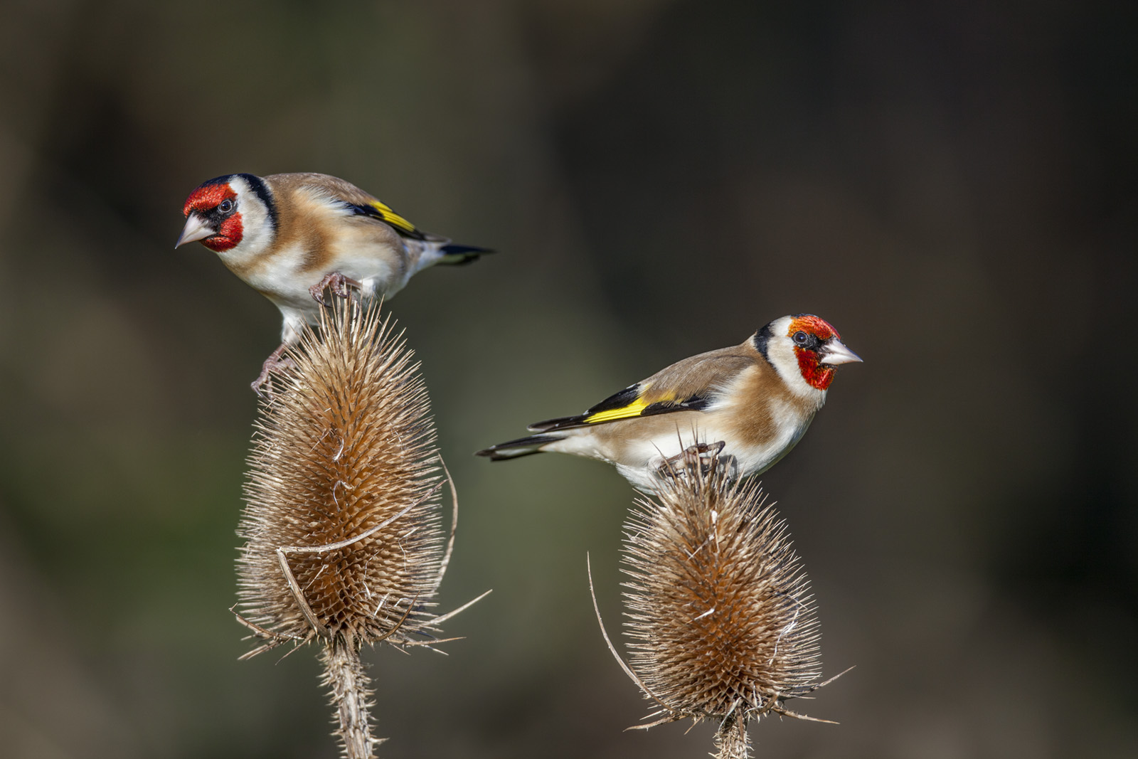 Gold finches, Cornwall. Credit: David Chapman