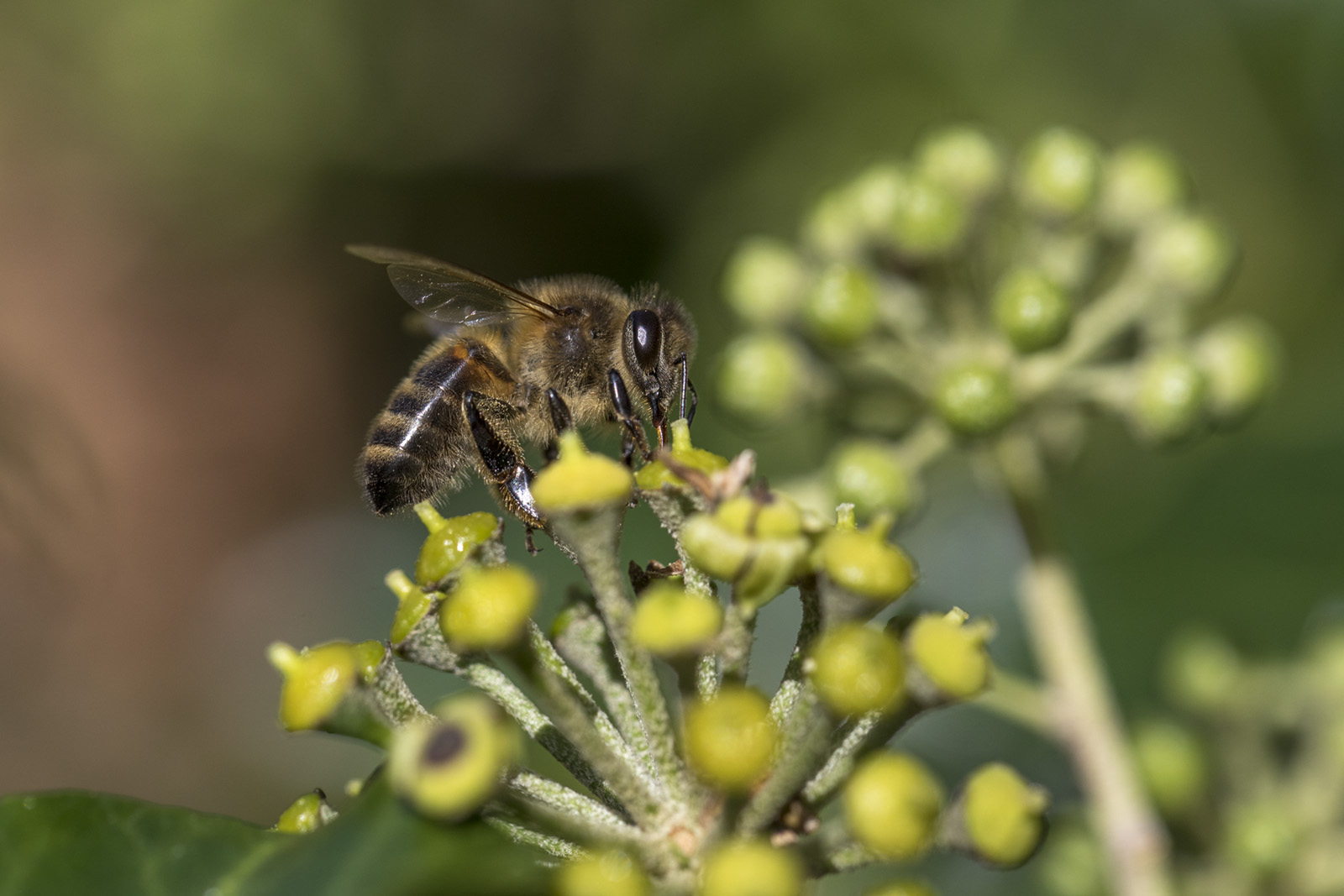 Ivy Mining Bee on Ivy Flowers, Cornwall. Credit: David Chapman
