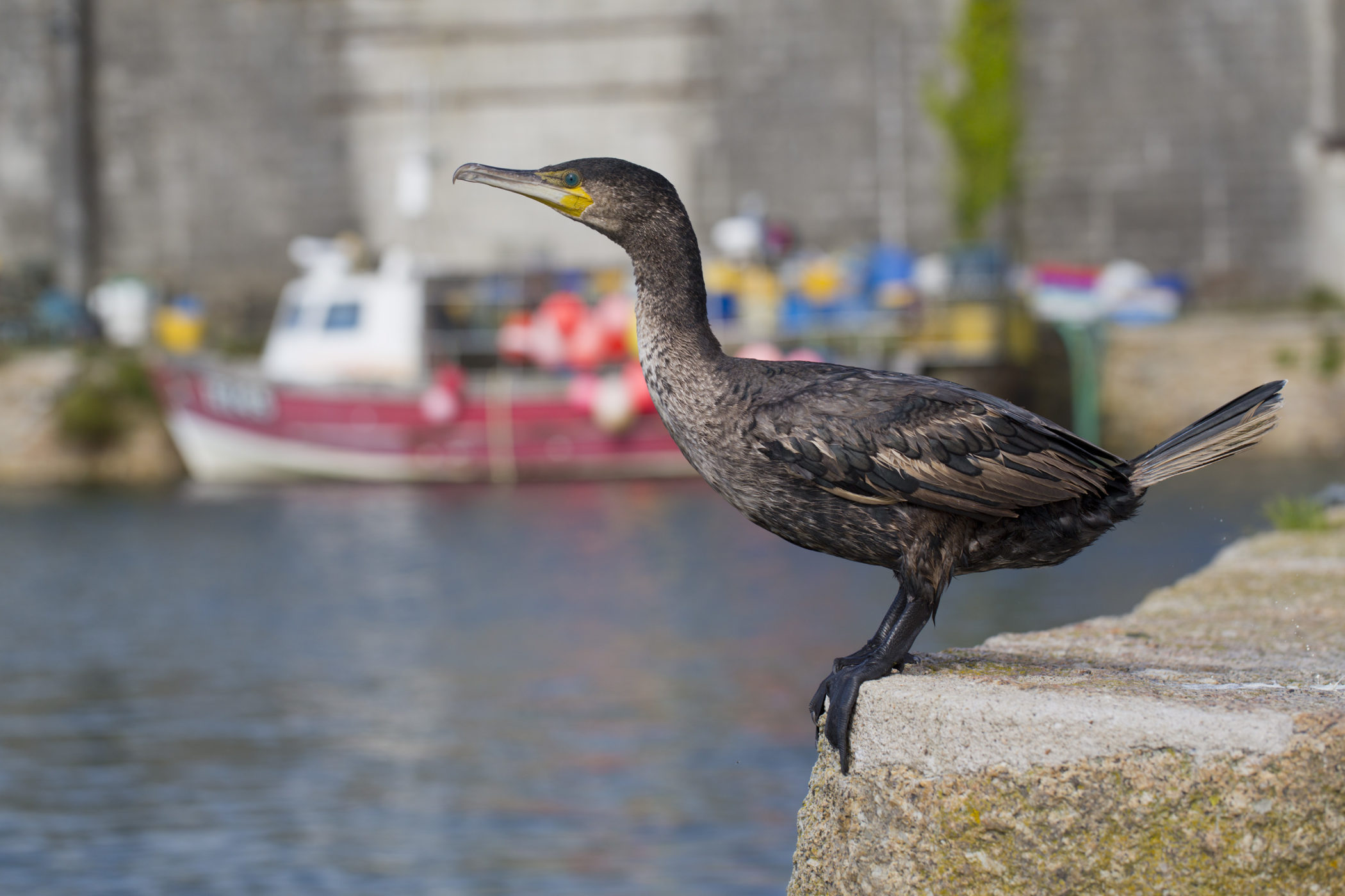 This young cormorant was photographed on South Quay, Hayle.  To distinguish between shags and cormorants one way is to watch how they dive: cormorants slip under water whilst shags jump to dive under. Credit: David Chapman