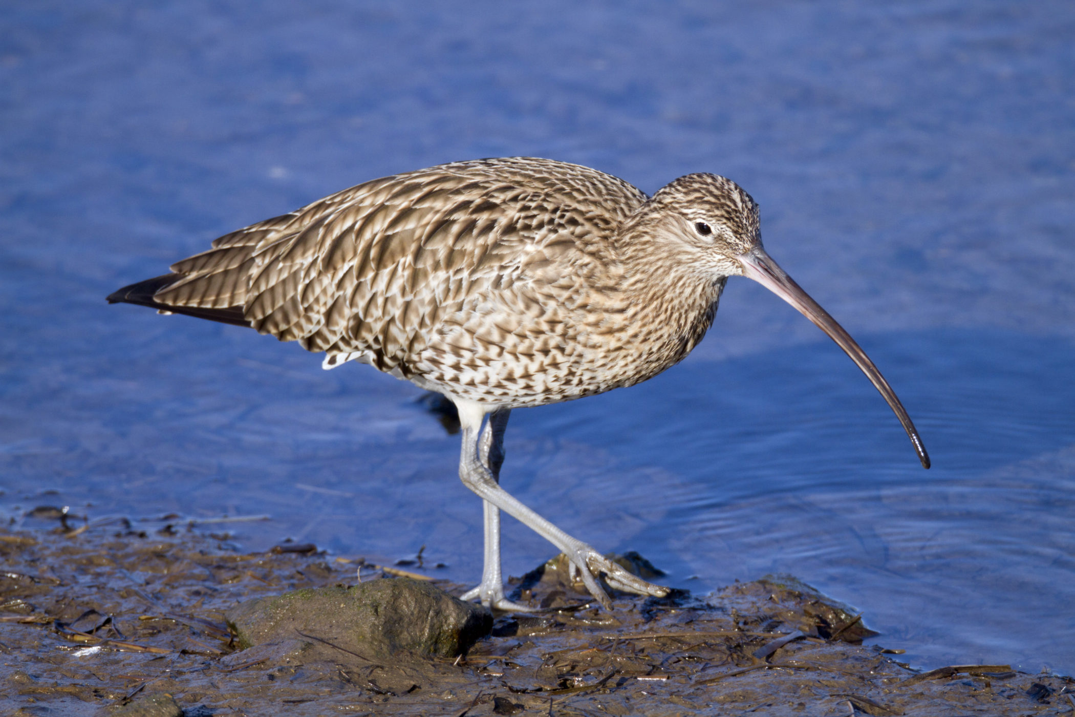 The curlew is a common wading bird at Hayle, notice its long down-curved beak. Credit: David Chapman