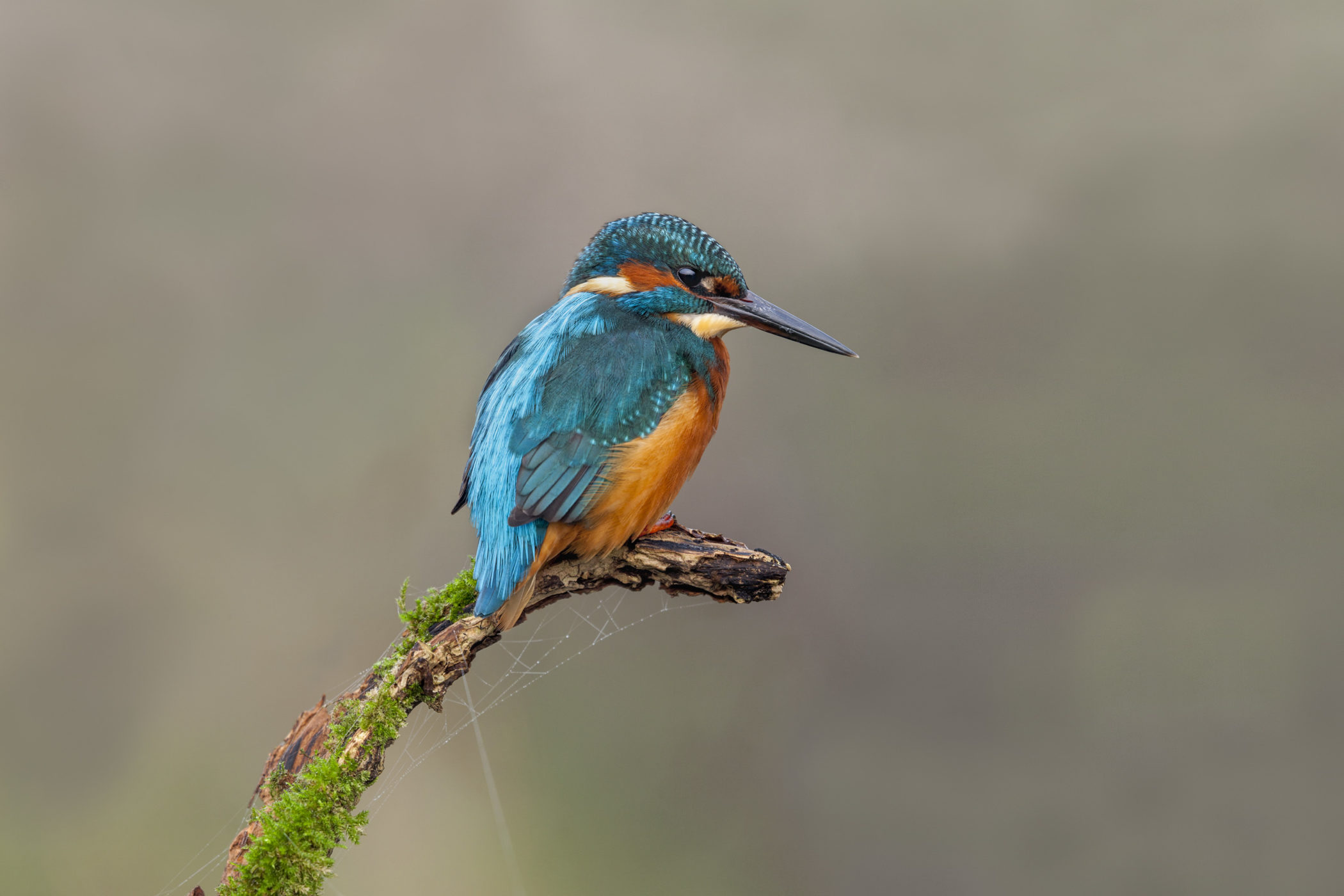 Kingfishers can be seen around the Hayle Estuary throughout the year though they are most common from late summer through the winter. Credit: David Chapman