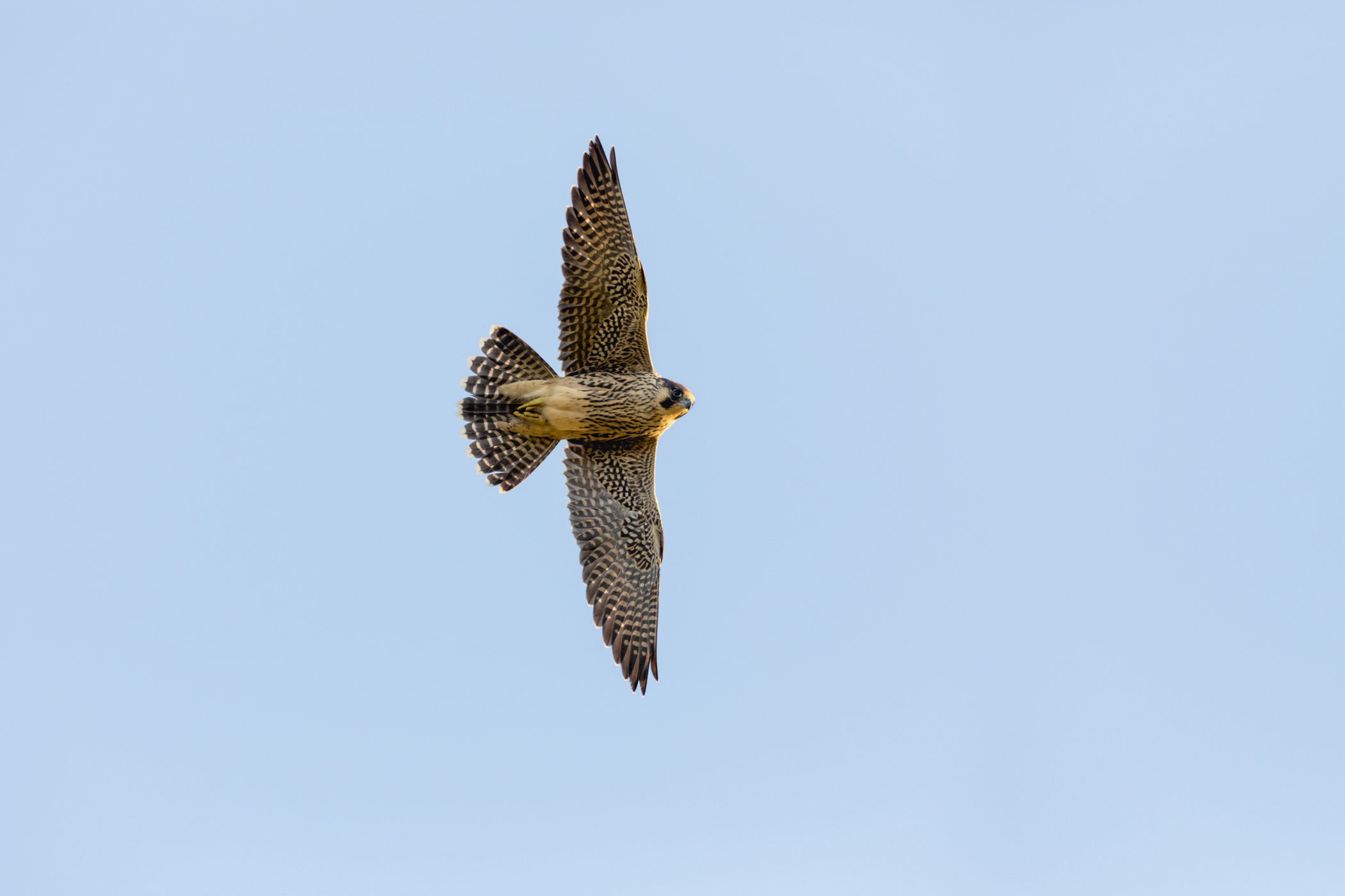 Peregrines can be seen hunting over the estuary, this is a young bird. Credit: David Chapman