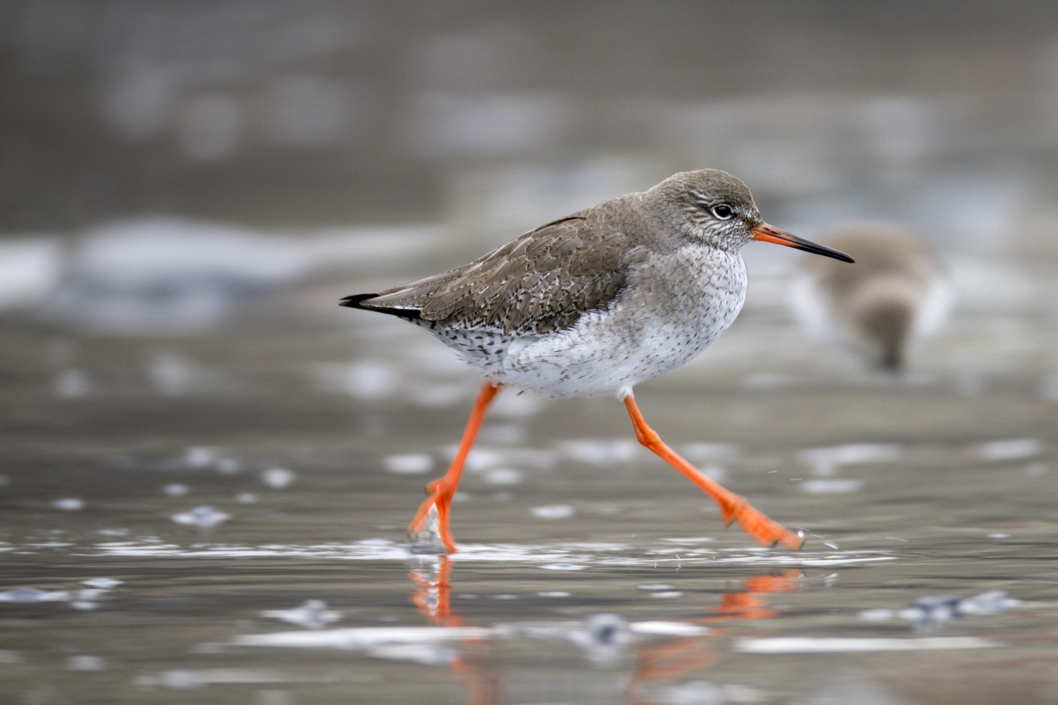 Redshanks have distinctively coloured legs and are common at Hayle except in May/June when most wading birds depart to their breeding grounds. Credit: David Chapman