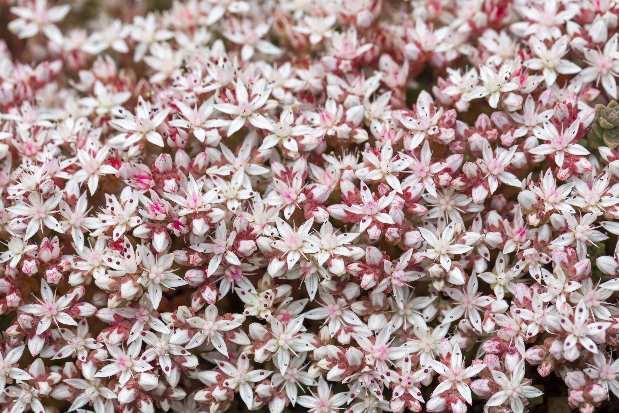 English stonecrop is a succulent plant which grows well on bare ground. Credit: David Chapman