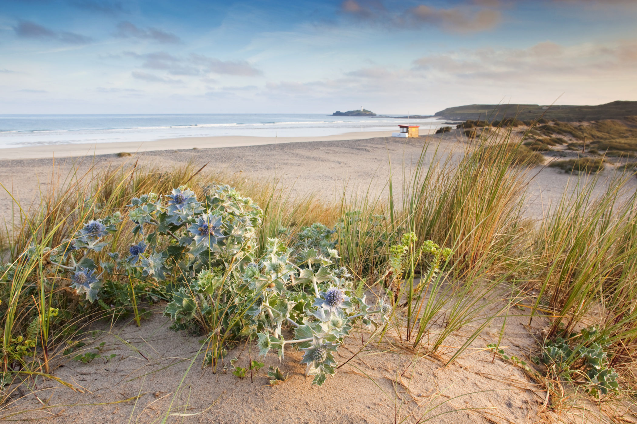 Sea holly at St Gothian Sands, seen here with sea spurge and marram grass. Credit: David Chapman