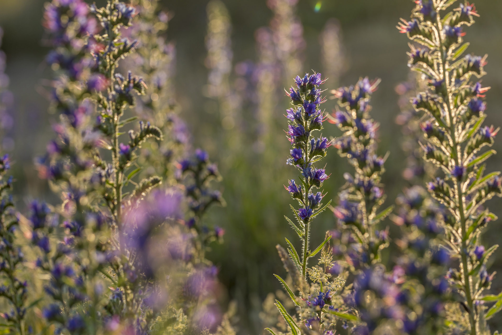 Viper’s bugloss is a stately flower with beautiful flowers and stems. Credit: David Chapman