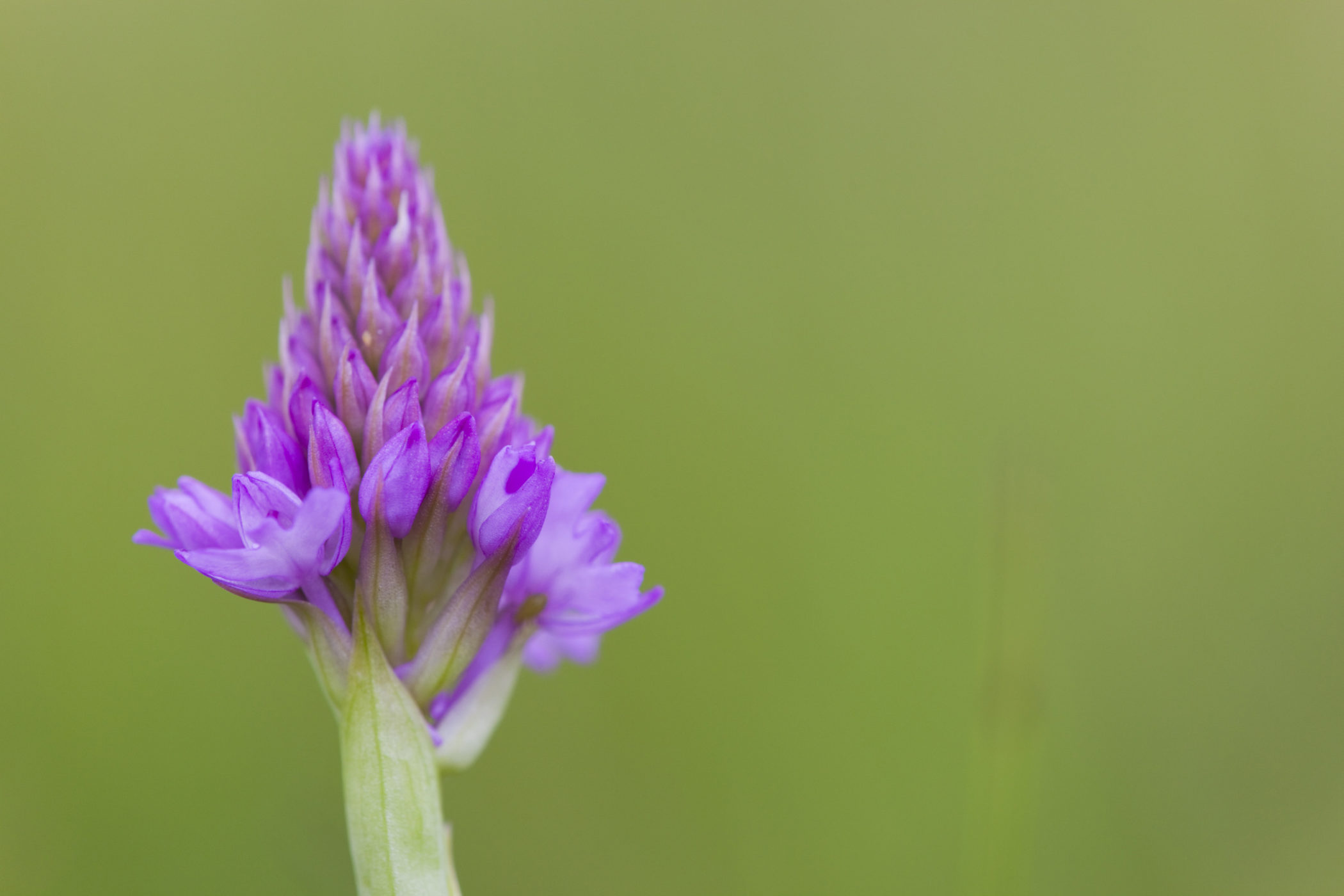 Pyramidal orchid is conical in shape, particularly when it first begins to open out. Credit: David Chapman