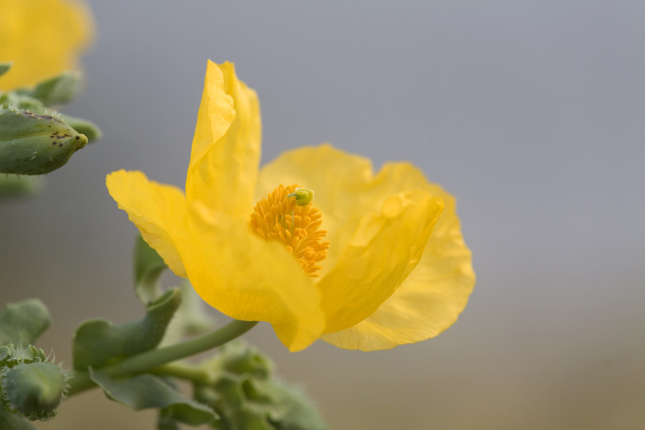 The yellow-horned poppy is a shingle-specialist and can be found at St Gothian Sands. Credit: David Chapman