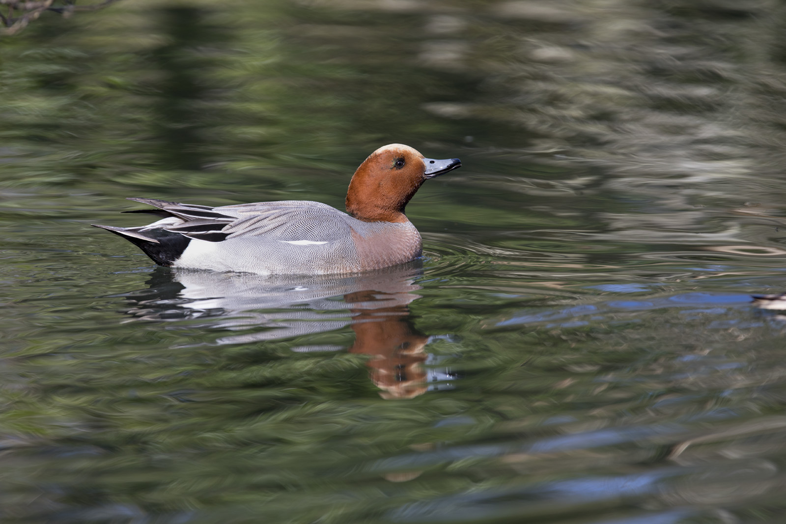 Wigeon (this, a male) are very numerous on the Hayle Estuary in winter. Credit: David Chapman
