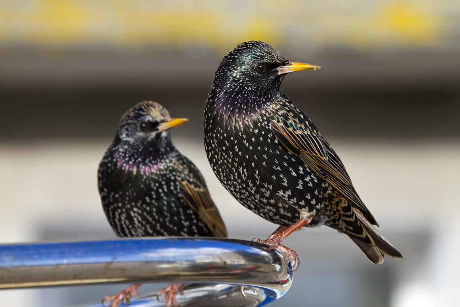 Starlings are colourful and very tame in St Ives. Credit: David Chapman