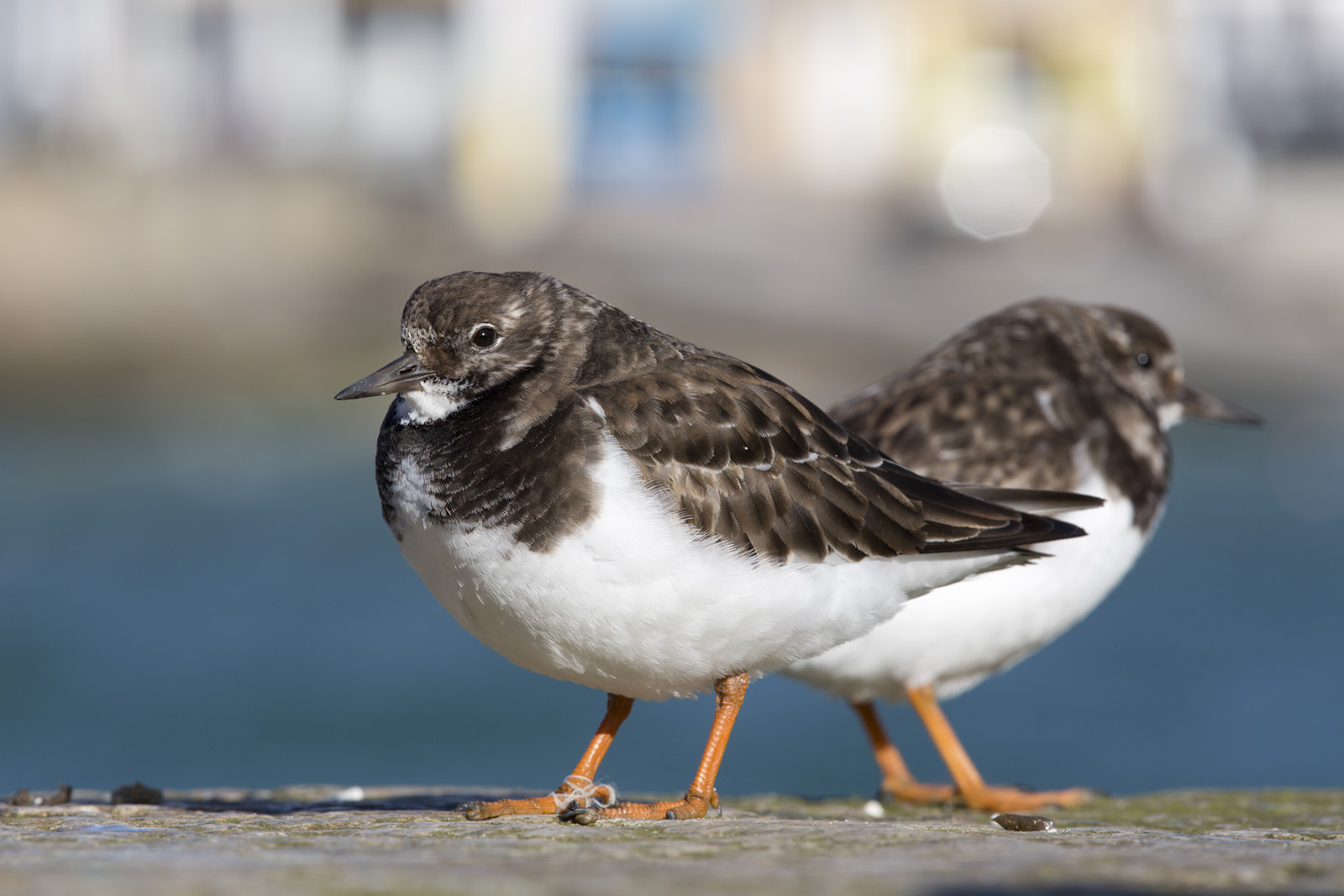 Turnstones are a type of migratory wading bird, many now spend their winter in St Ives. Credit: David Chapman