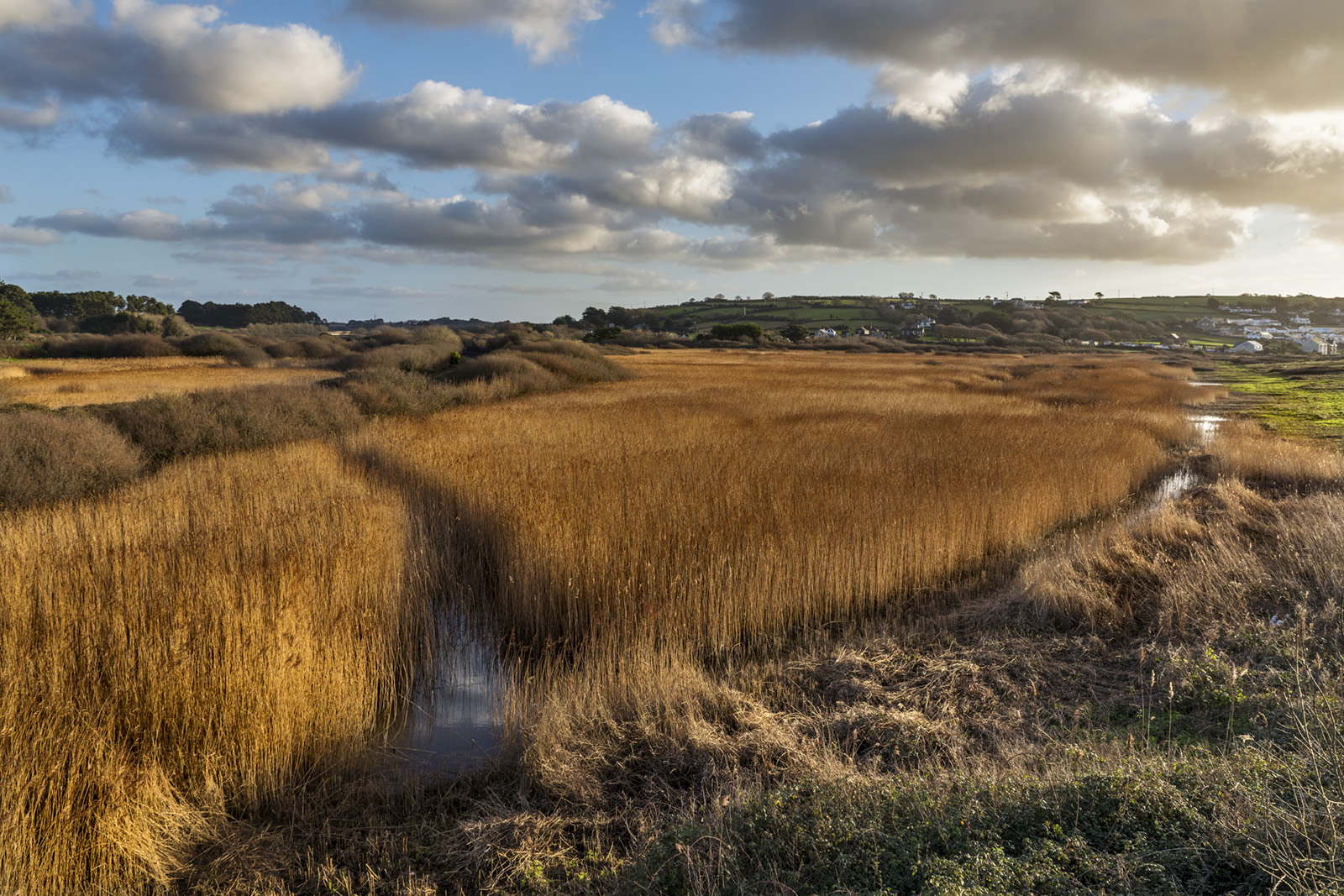 Marazion Marsh usually has a starling roost which is best in the first half of winter. Credit: David Chapman