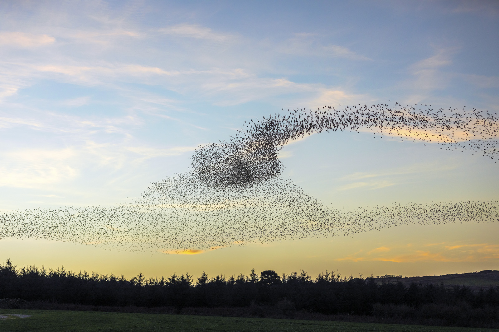 Starlings murmurating near Pendeen. Credit: David Chapman
